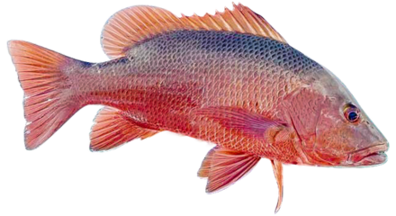 Mangrove Jack