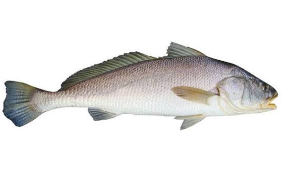 Mulloway / Jewfish